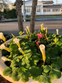 板野生活 ~秋のはるかぜガーデン~_c0218368_10075934.jpg
