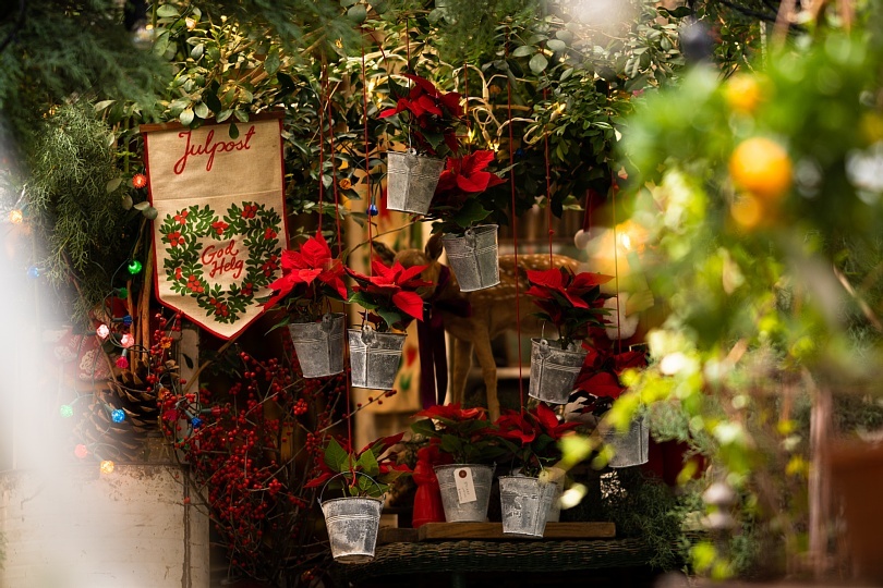 A Flower Called Holy Night_b0403692_15402877.jpg