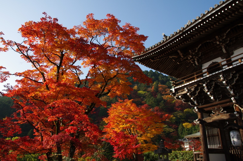 善峯寺　紅葉_c0382798_10591365.jpg