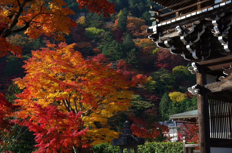 善峯寺　紅葉_c0382798_10593646.jpg