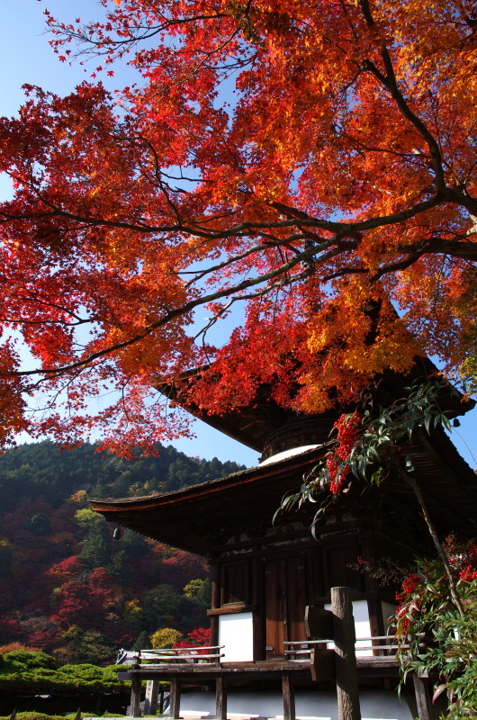 善峯寺　紅葉_c0382798_11002205.jpg