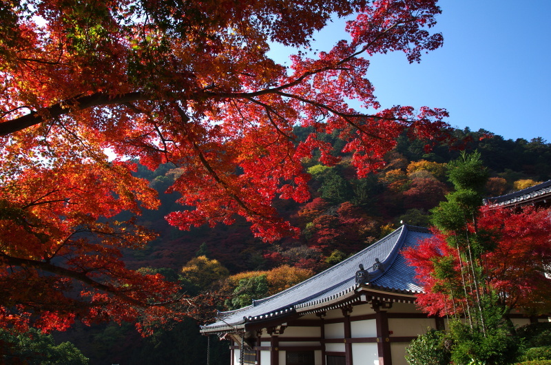 善峯寺　紅葉_c0382798_11004893.jpg