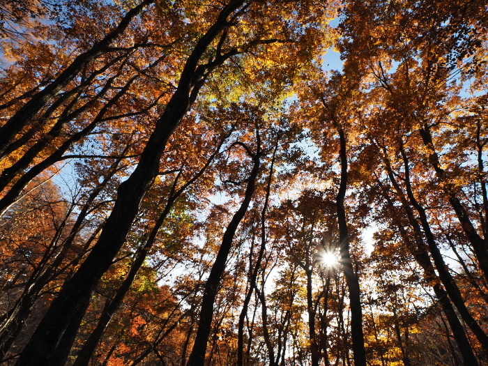 続・裏山紅葉散歩_c0110112_22443627.jpg