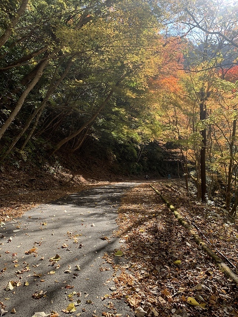 佐伯市藤河内渓谷の紅葉_d0177220_14032235.jpg