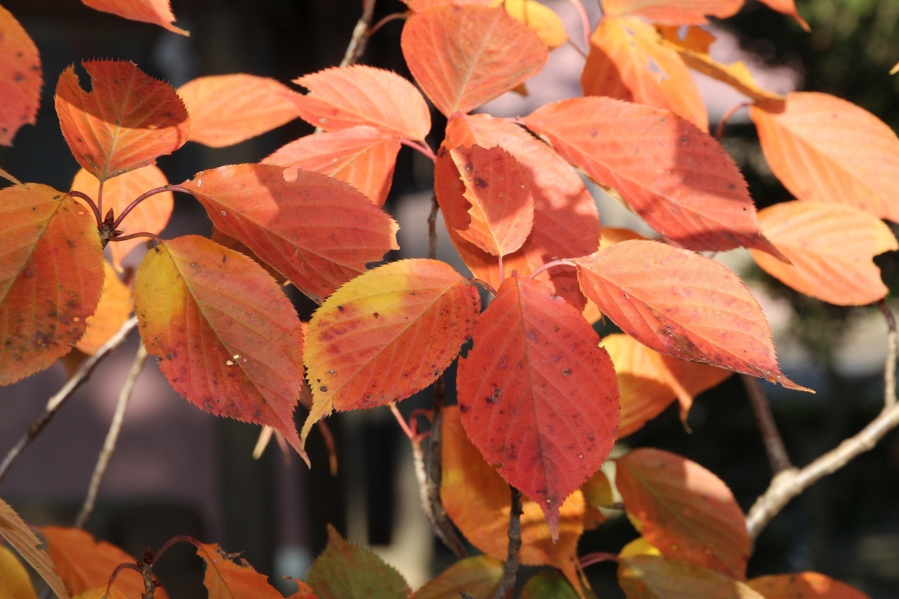 万葉集その八百十五 桜紅葉 万葉集遊楽