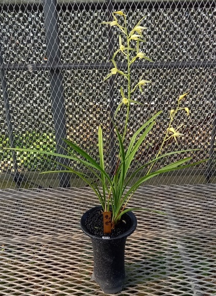 土佐寒蘭 豊雪 : 蘭万園日記