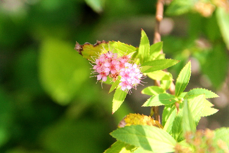 フォト575あそび『 蟷螂の斧のごときか悩ましき 』ywn0402_e0017651_06221489.jpg