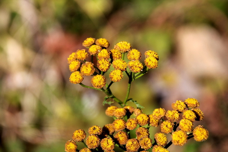 フォト575あそび『 蟷螂の斧のごときか悩ましき 』ywn0402_e0017651_06231224.jpg