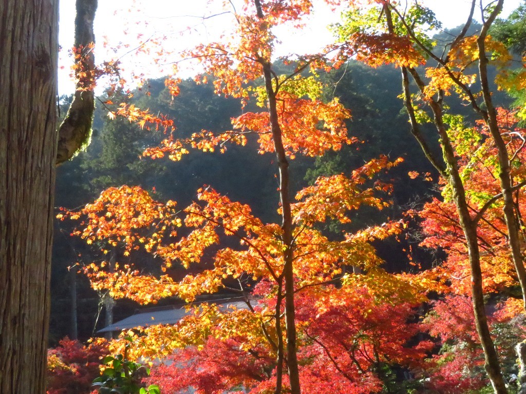 谷汲山華厳寺_a0018655_09274782.jpg