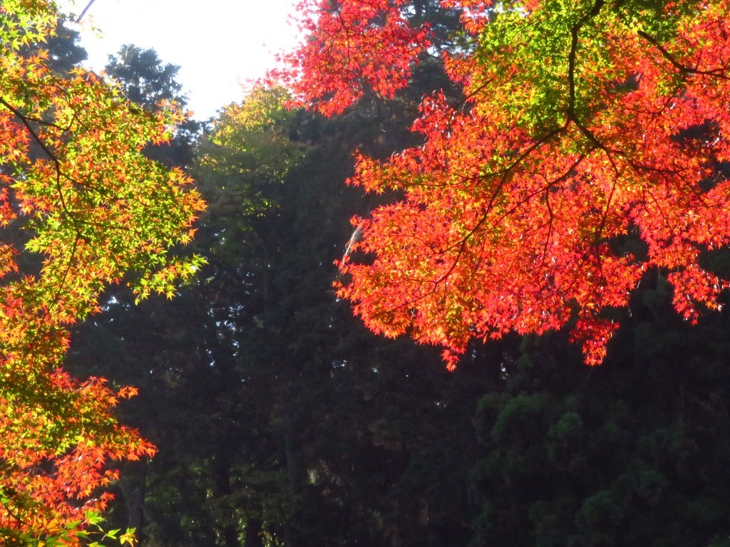 谷汲山華厳寺_a0018655_09284799.jpg