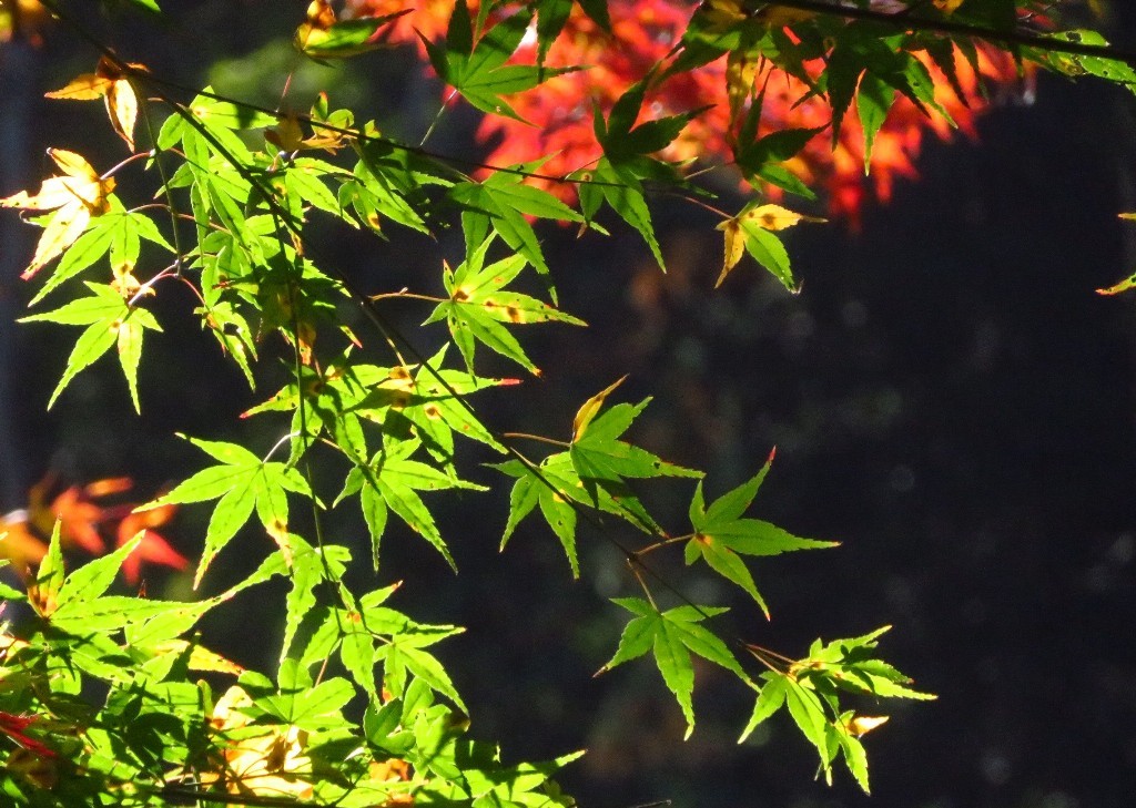 谷汲山華厳寺_a0018655_09284849.jpg