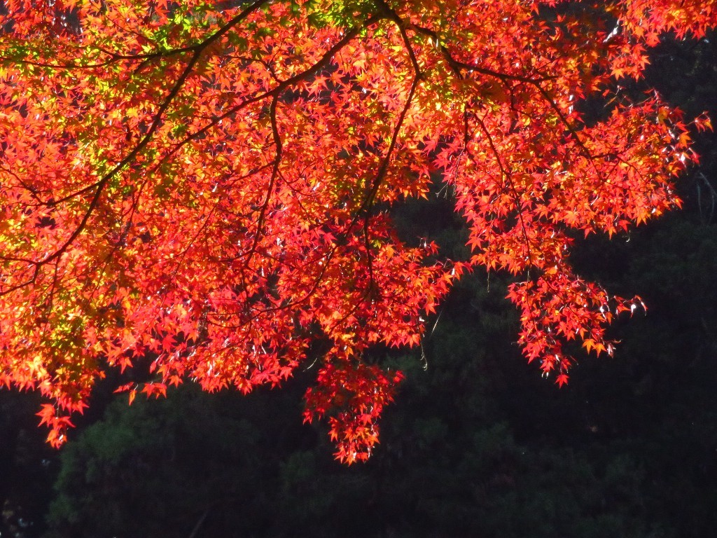 谷汲山華厳寺_a0018655_09284864.jpg