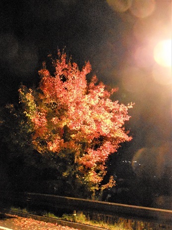 ご近所公園の紅葉ライトアップ_e0175370_11491773.jpg