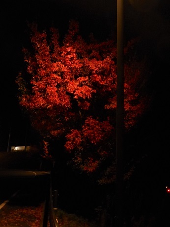 ご近所公園の紅葉ライトアップ_e0175370_11493182.jpg