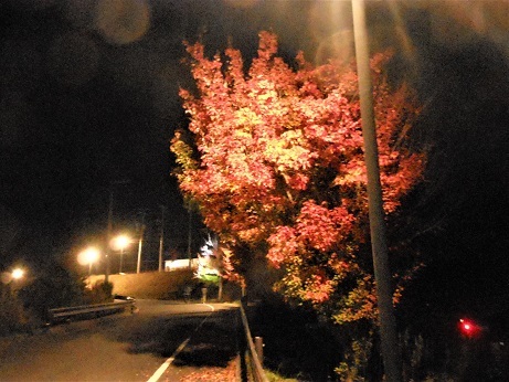 ご近所公園の紅葉ライトアップ_e0175370_11494388.jpg