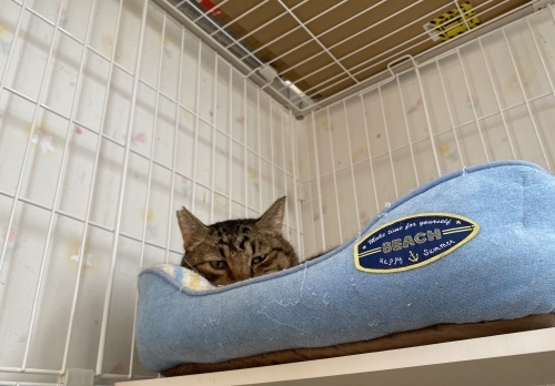 はちわれくりちゃん お邪魔しまんニャわ_a0216583_23560896.jpeg