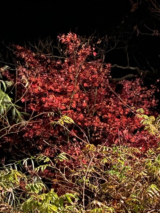 2020年11月19日　明日朝が楽しみ紅葉_b0098584_18482514.jpeg