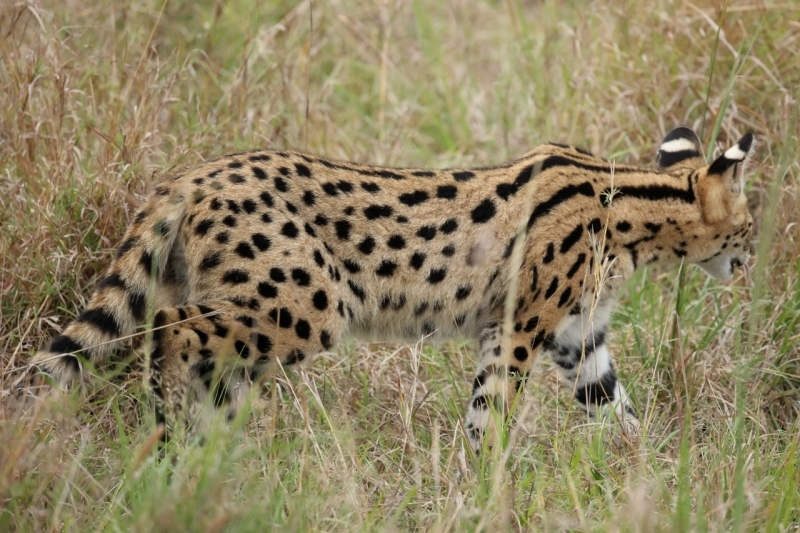 ケニアでサファリ３５、ケニアでは初見、初撮りのネコ科サーバル_b0291402_09181677.jpg
