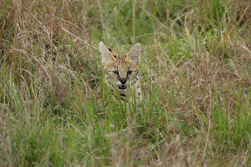 ケニアでサファリ３５、ケニアでは初見、初撮りのネコ科サーバル_b0291402_09182438.jpg