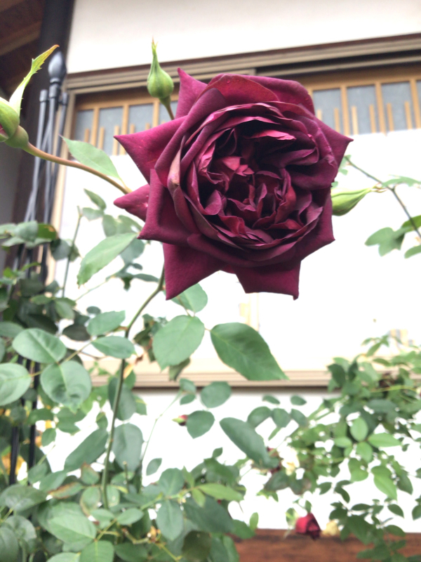 驚異的な花もちのバラと他愛のない話題 バラやらナンやら 驚異的な花もちのバラと他愛のない話題 バラやらナンやら