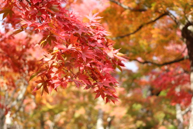 紅葉狩りと今年のお礼参り_f0354014_18531283.jpg