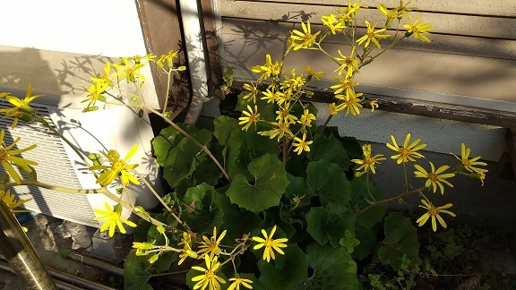 石蕗の花 大野英子 南の魚座 福岡短歌日乗
