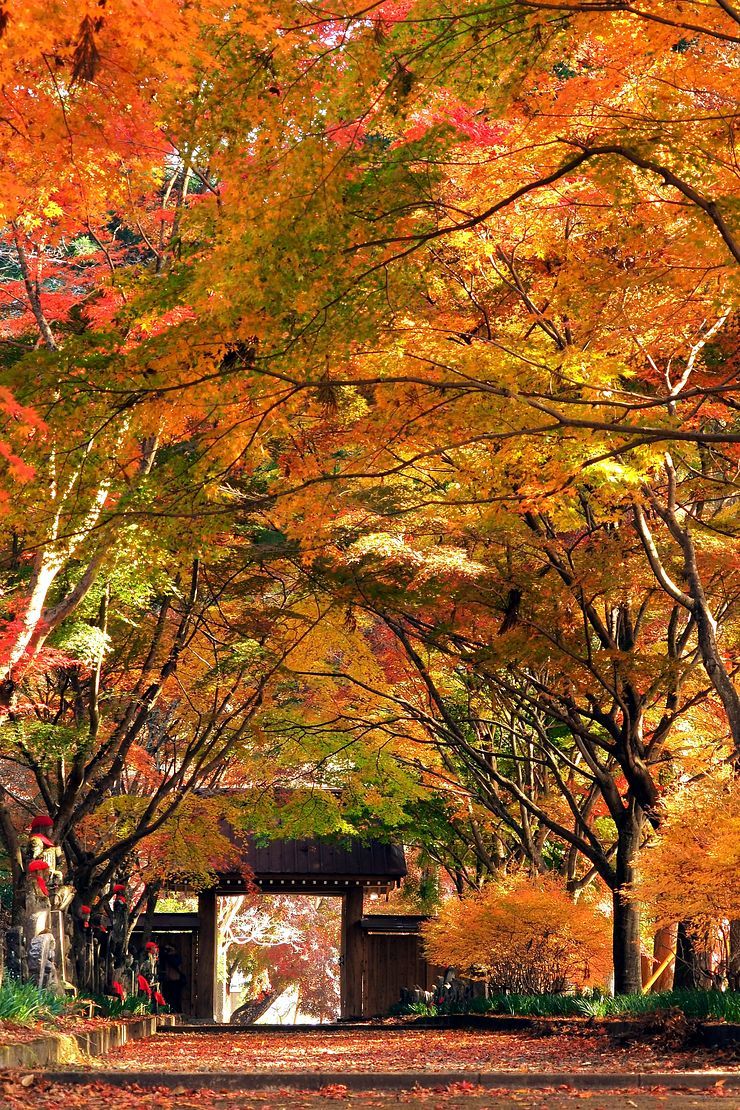 紅葉の絨毯にはちょっと早かったかな でもキレイだったよ 佐野市仙波 金蔵院 １ 私のデジタル写真眼