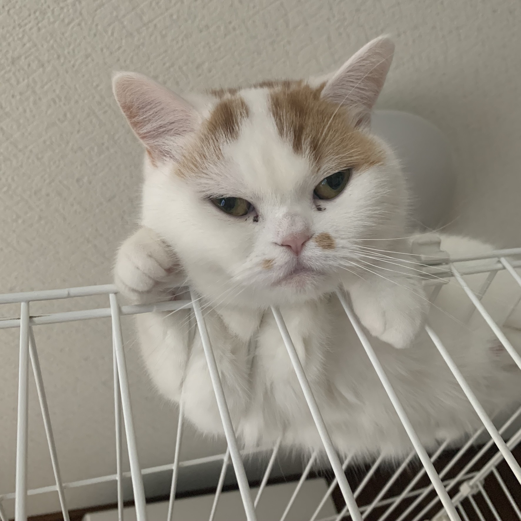 ベッドの猫員構成_b0340621_12441934.jpeg