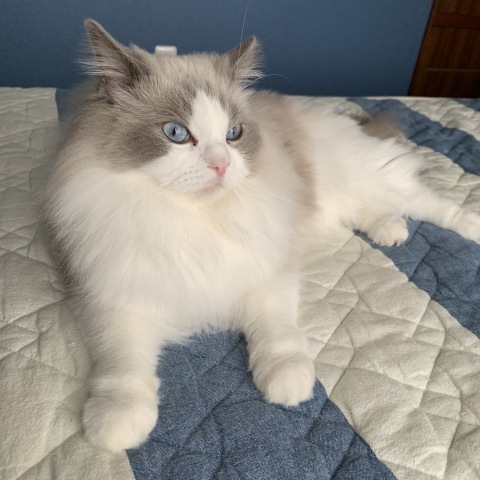 ベッドの猫員構成_b0340621_12450865.jpeg