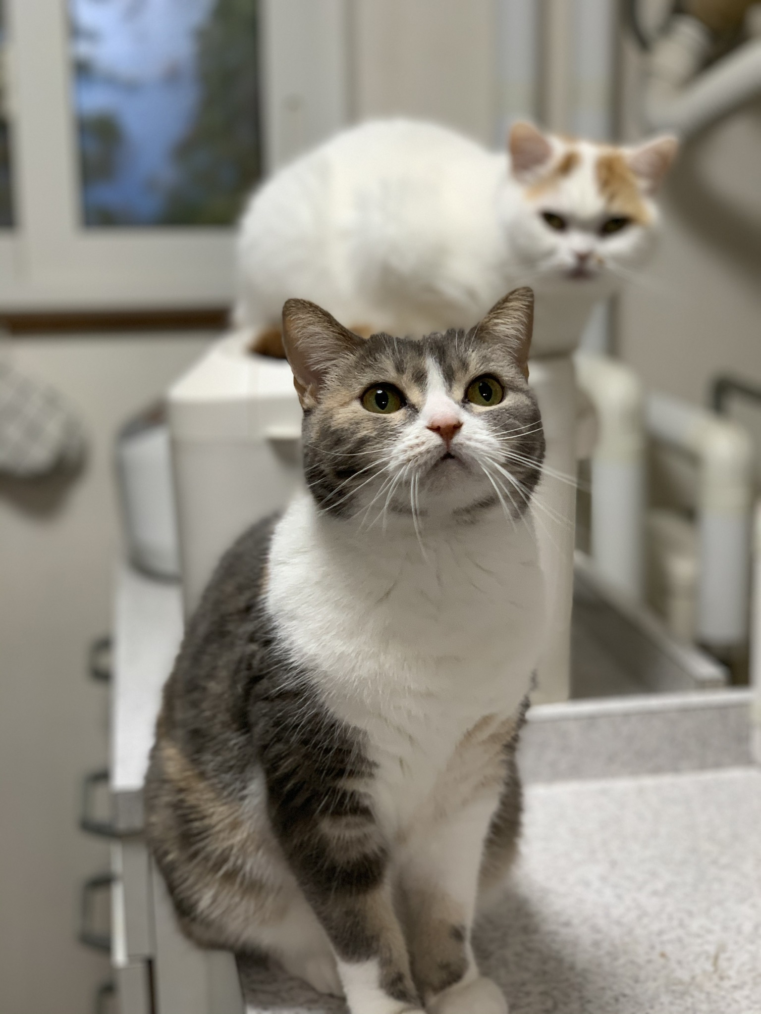 ベッドの猫員構成_b0340621_12460891.jpeg