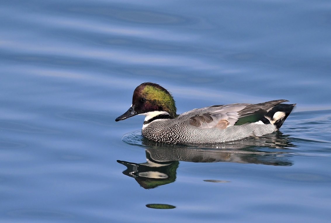 Falcated Duck _f0350530_10095644.jpg