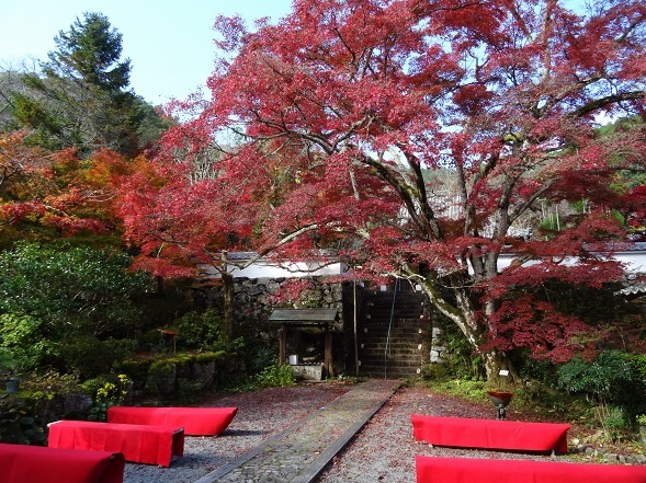 神蔵寺の紅葉_b0299042_08521241.jpg