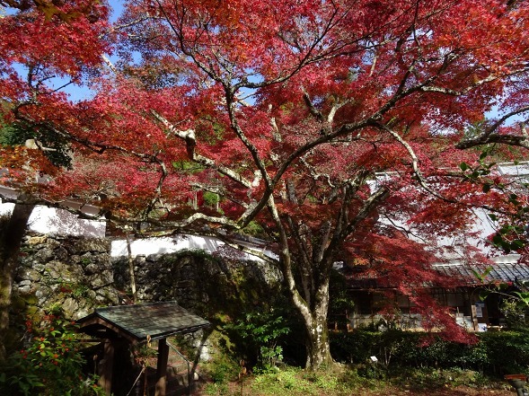 神蔵寺の紅葉_b0299042_08522242.jpg