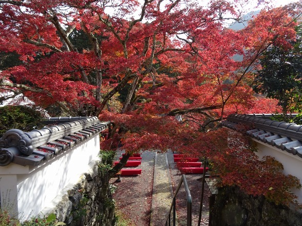 神蔵寺の紅葉_b0299042_08522718.jpg