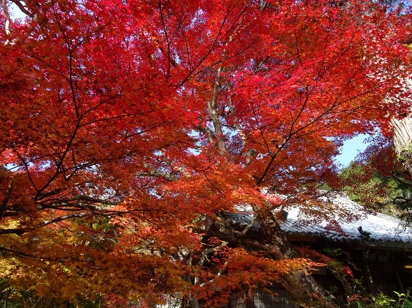 神蔵寺の紅葉_b0299042_08525123.jpg