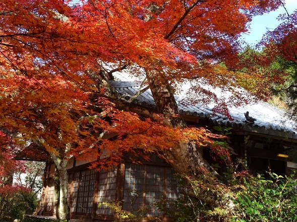 神蔵寺の紅葉_b0299042_08525693.jpg