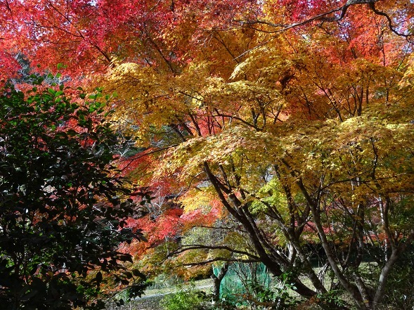 神蔵寺の紅葉_b0299042_08530239.jpg