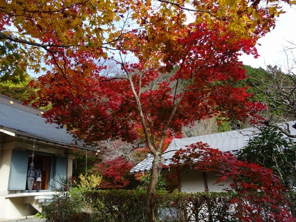 神蔵寺の紅葉_b0299042_08533247.jpg