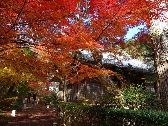 神蔵寺の紅葉_b0299042_08533721.jpg