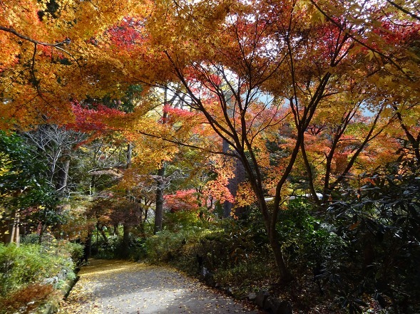 神蔵寺の紅葉_b0299042_08534295.jpg