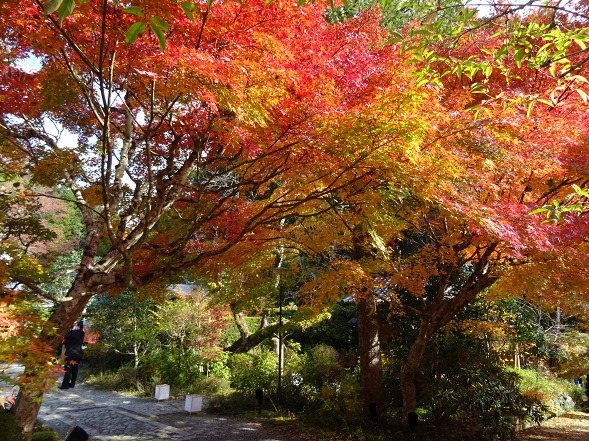 神蔵寺の紅葉_b0299042_08534658.jpg