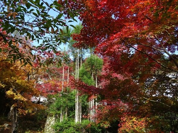 神蔵寺の紅葉_b0299042_08535794.jpg