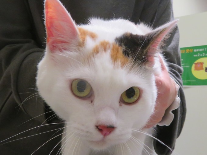 11月 20日の写真_c0174644_11461443.jpg
