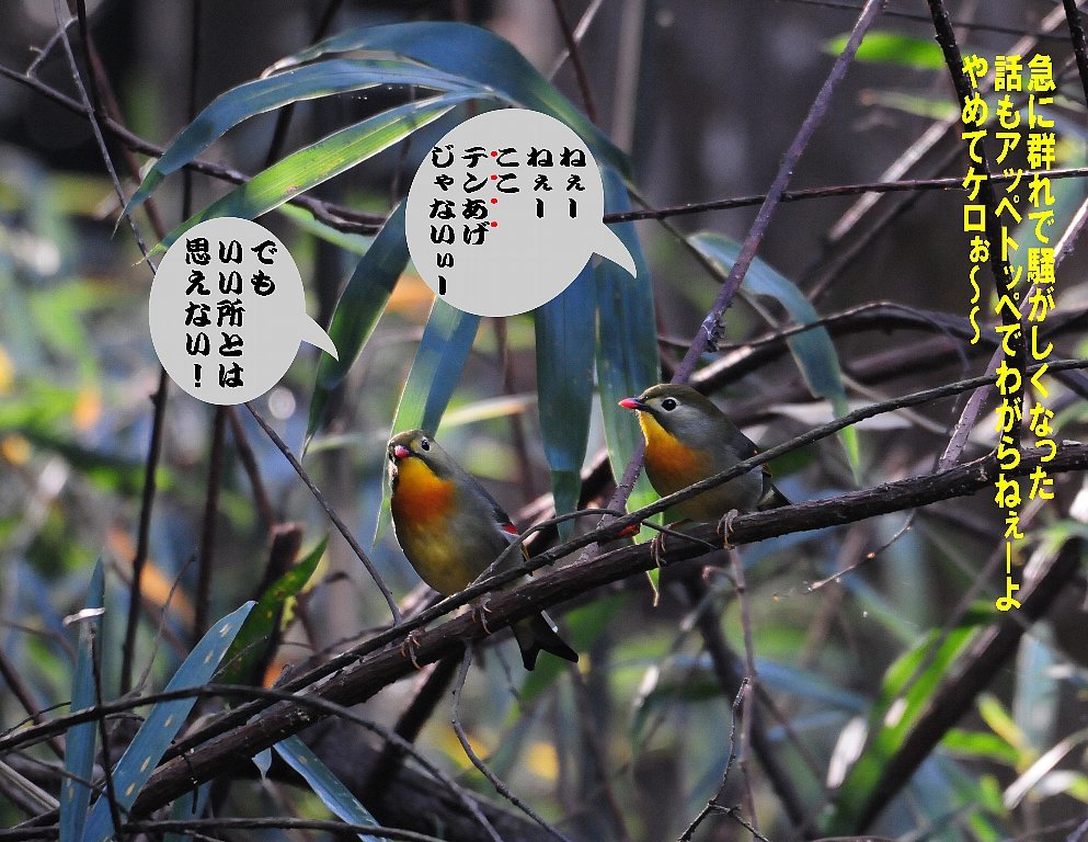 今日は降りそうで降らなかったしカラフルな鳥にも出会えた一日 Weblog ちー3歩 今日は降りそうで降らなかったしカラフルな鳥にも出会えた一日 Weblog ちー3歩