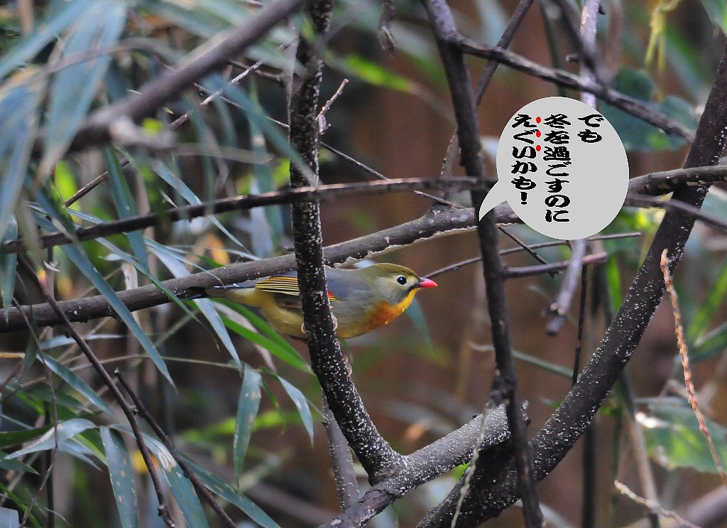 今日は降りそうで降らなかったしカラフルな鳥にも出会えた一日 Weblog ちー3歩 今日は降りそうで降らなかったしカラフルな鳥にも出会えた一日 Weblog ちー3歩