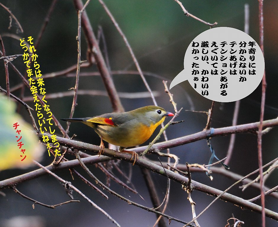 今日は降りそうで降らなかったしカラフルな鳥にも出会えた一日 Weblog ちー3歩 今日は降りそうで降らなかったしカラフルな鳥にも出会えた一日 Weblog ちー3歩