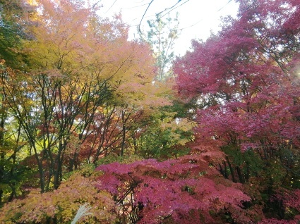 心のいろどり…_b0368362_04354587.jpg
