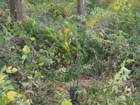 山桜の苗木生存率は約7割：11・19六国見山手入れ（上）_c0014967_16001566.jpg