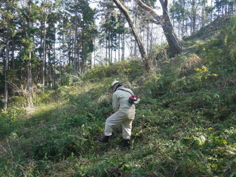 山桜の苗木生存率は約7割：11・19六国見山手入れ（上）_c0014967_16023135.jpg