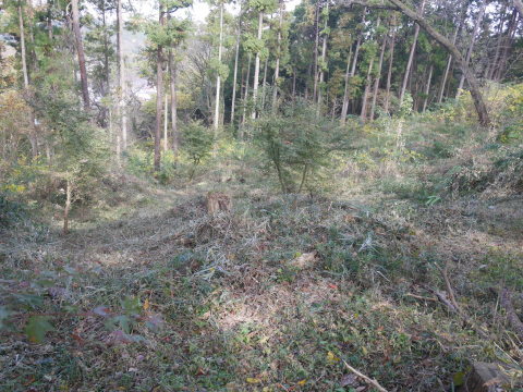 山桜の苗木生存率は約7割：11・19六国見山手入れ（上）_c0014967_16025278.jpg